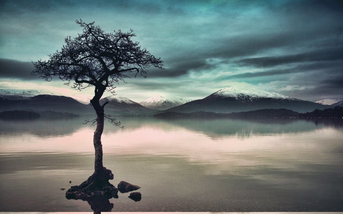 Постер. Одинокое дерево