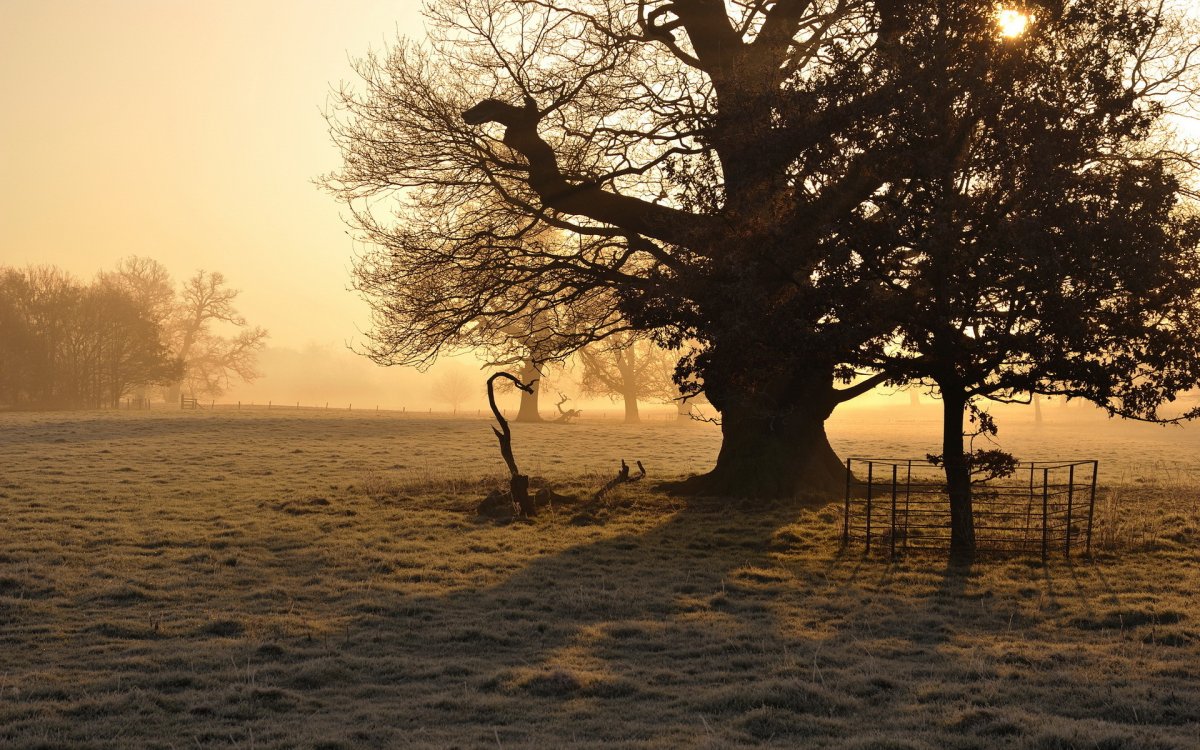 Умиротворяющая природа