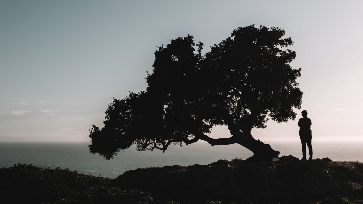 Серое дерево