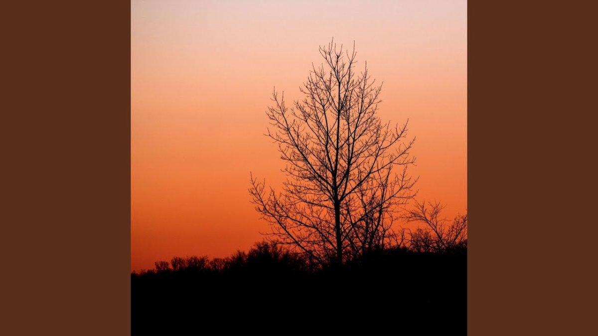 Раскидистое дерево