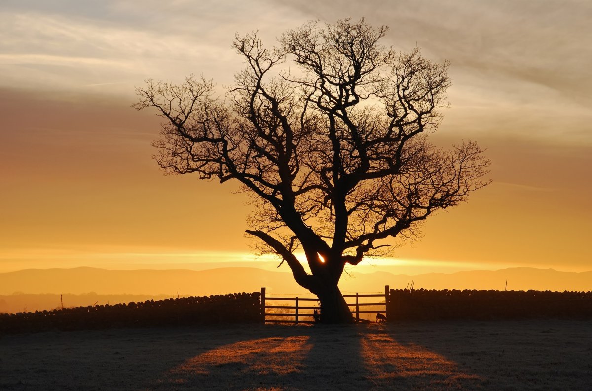 Одинокий дуб