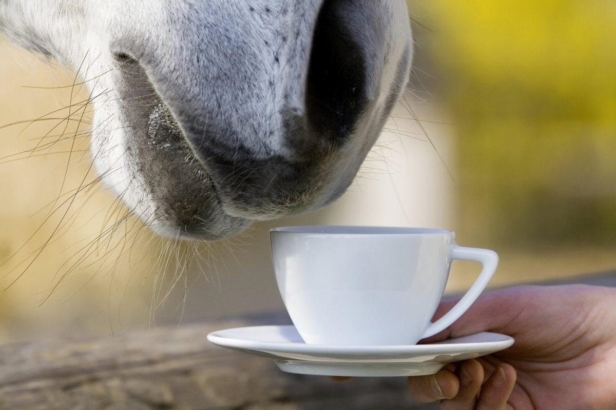 Лошадь пьет кофе