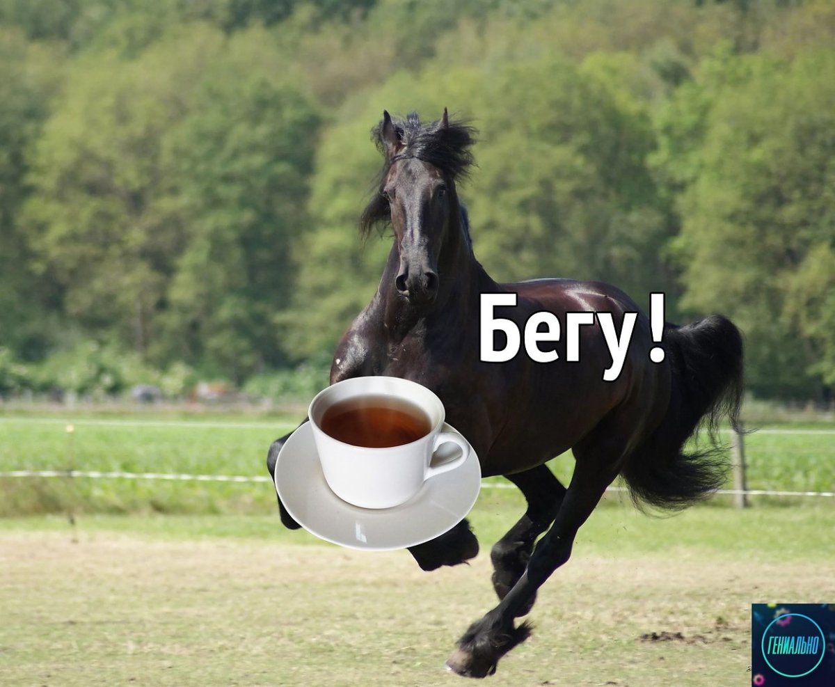 Лошади приколы с надписями