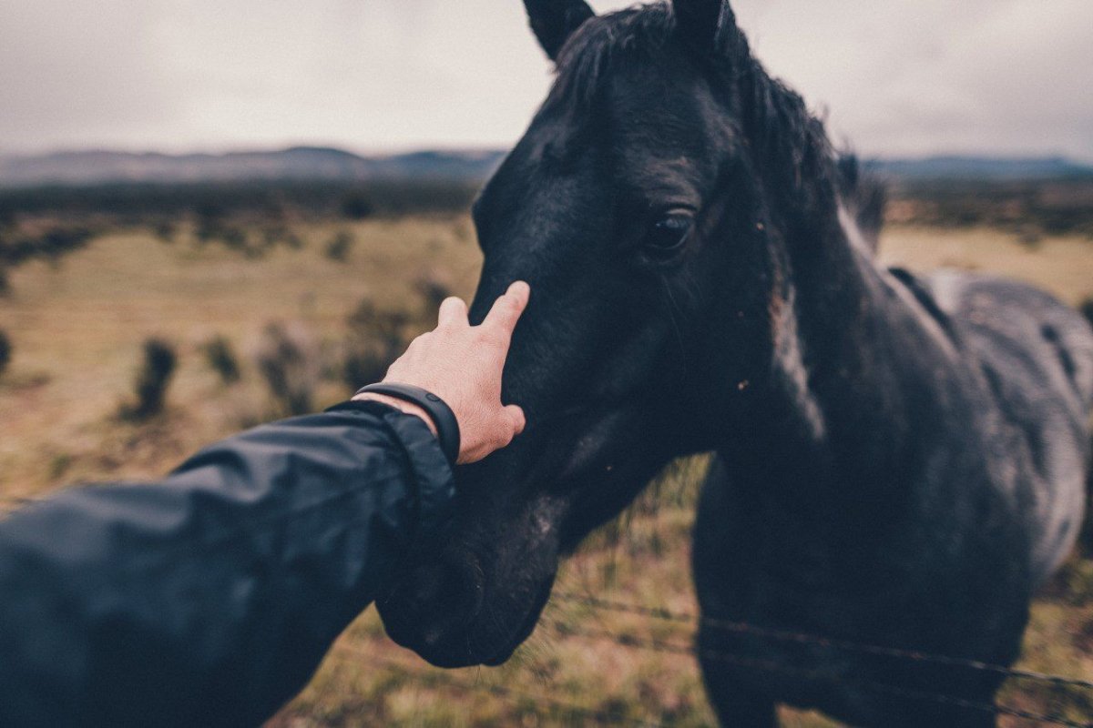 Маргарита Карева лошади зима