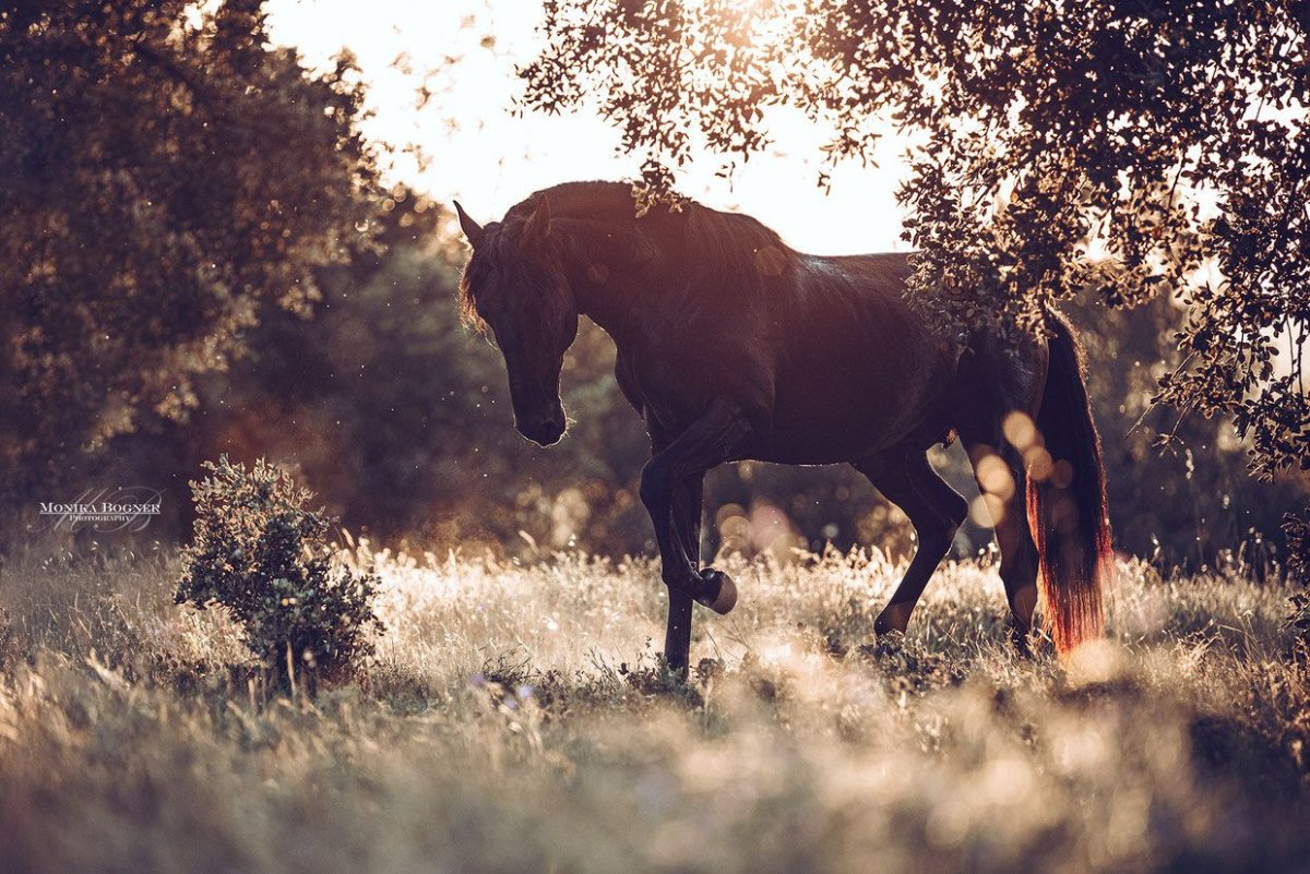 Лошади сохры