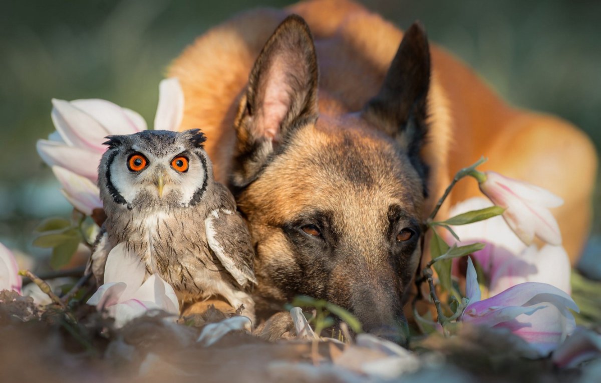 Сова и собака
