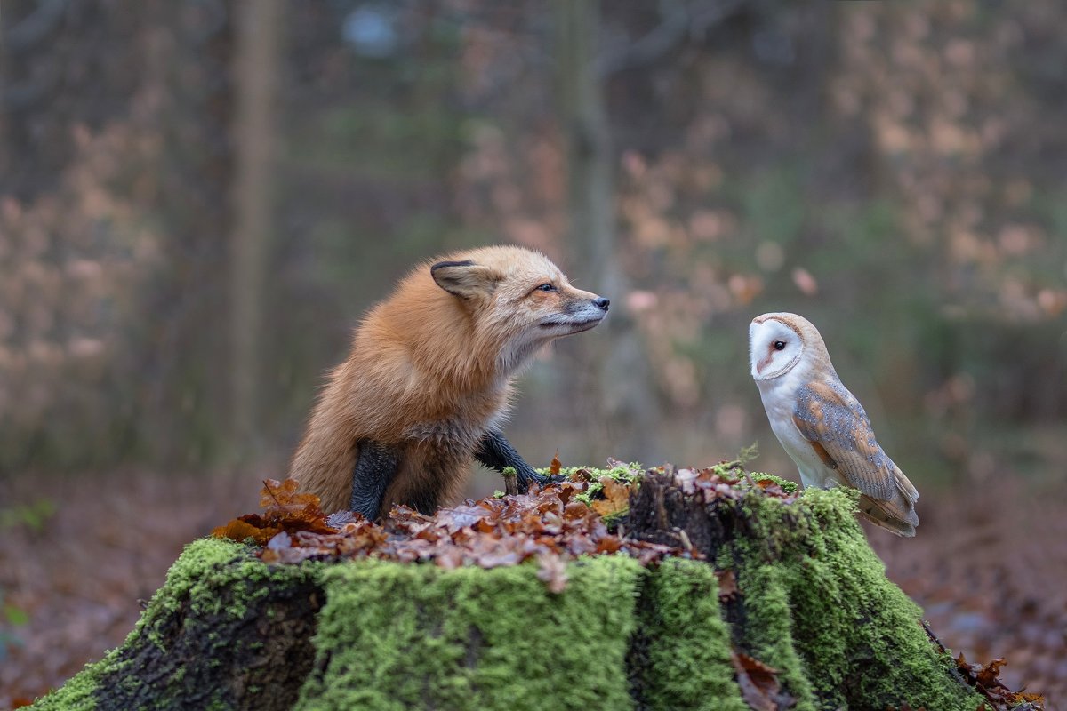 Белка и лиса