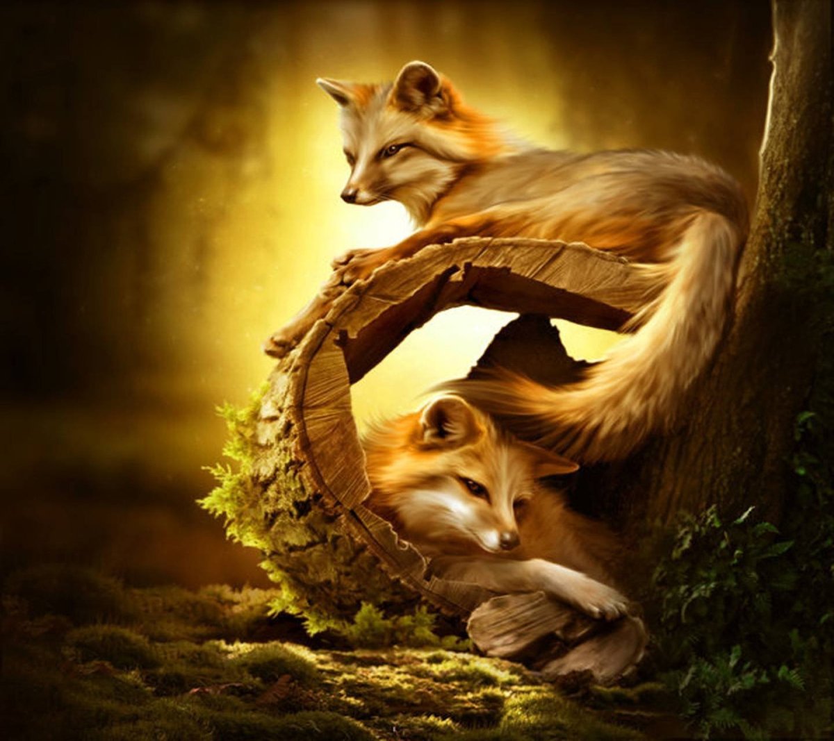 Лисы в лесу