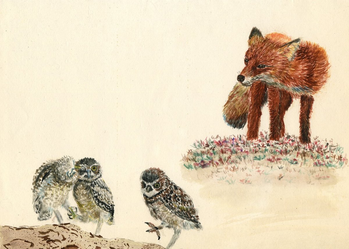 Лиса и Сова картинки