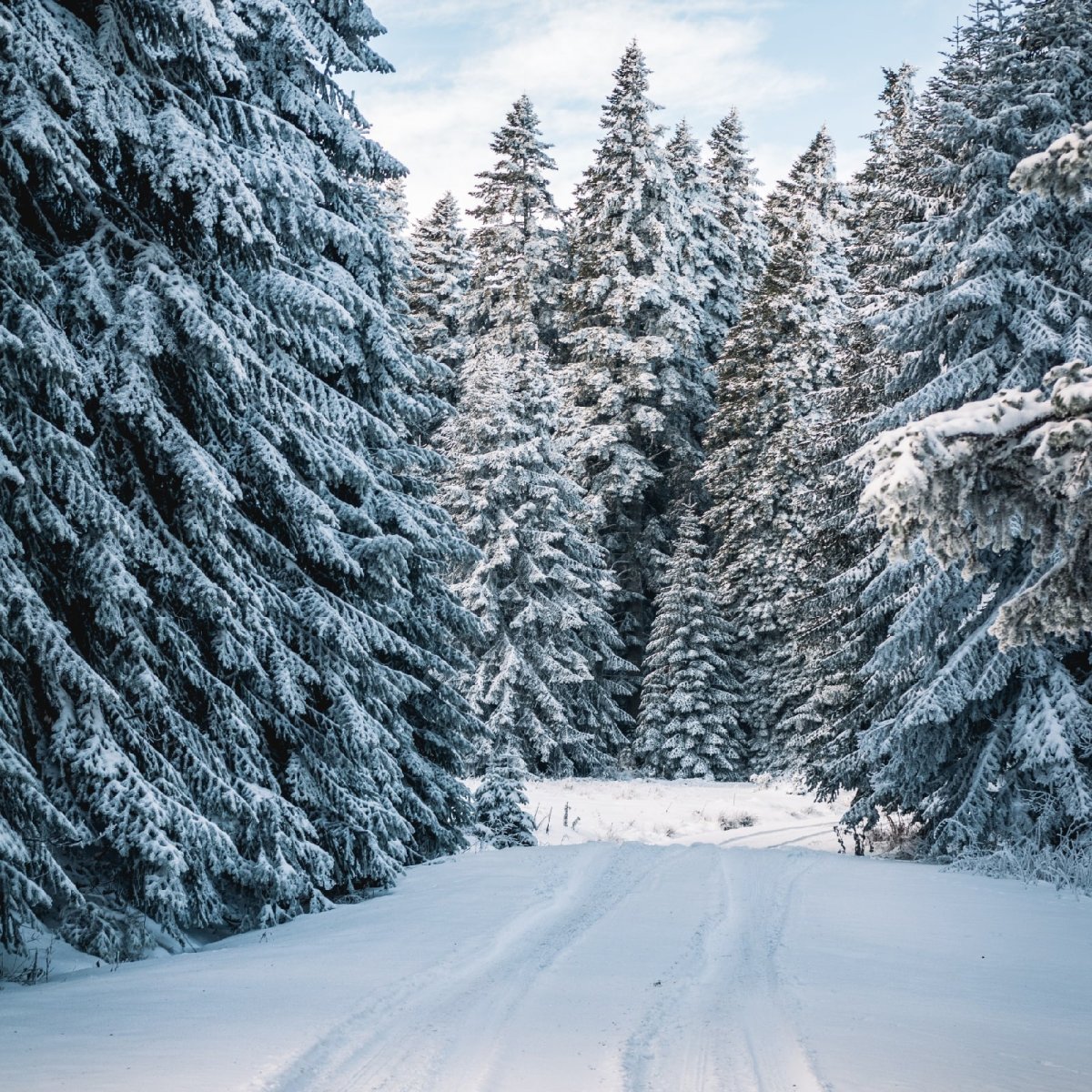 Снежный лес