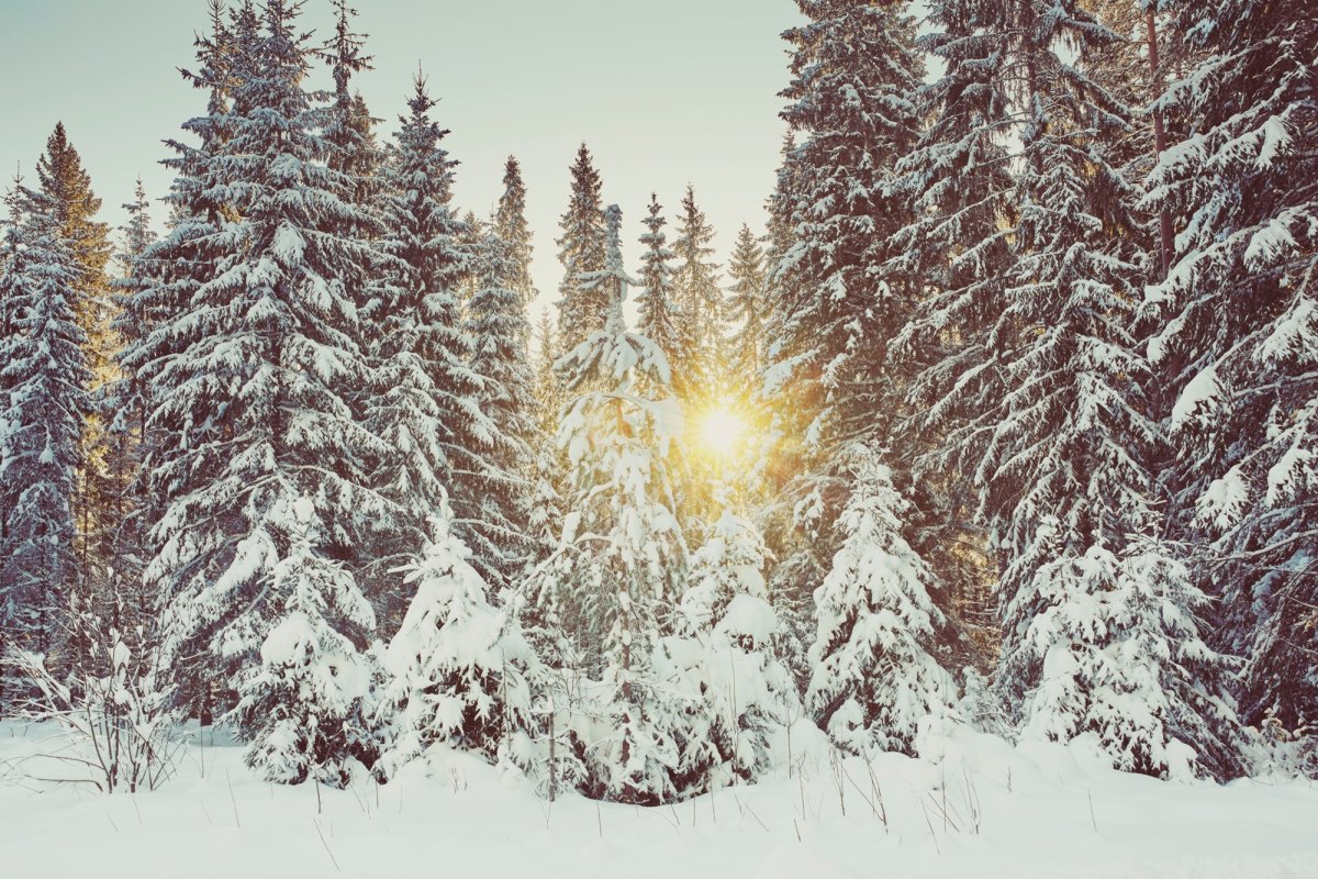 Зимний лес ельник