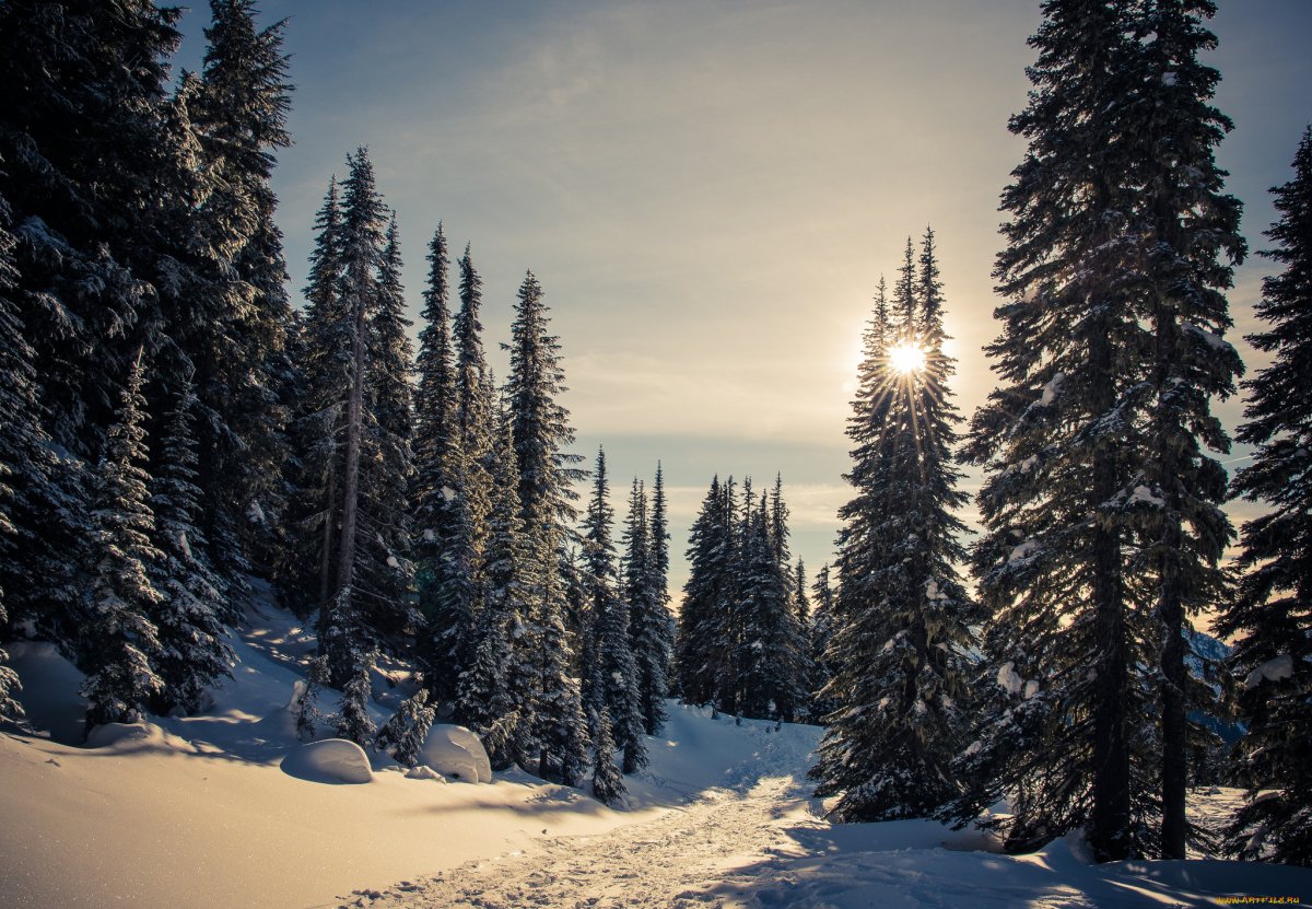 Зимний лес на рабочий стол