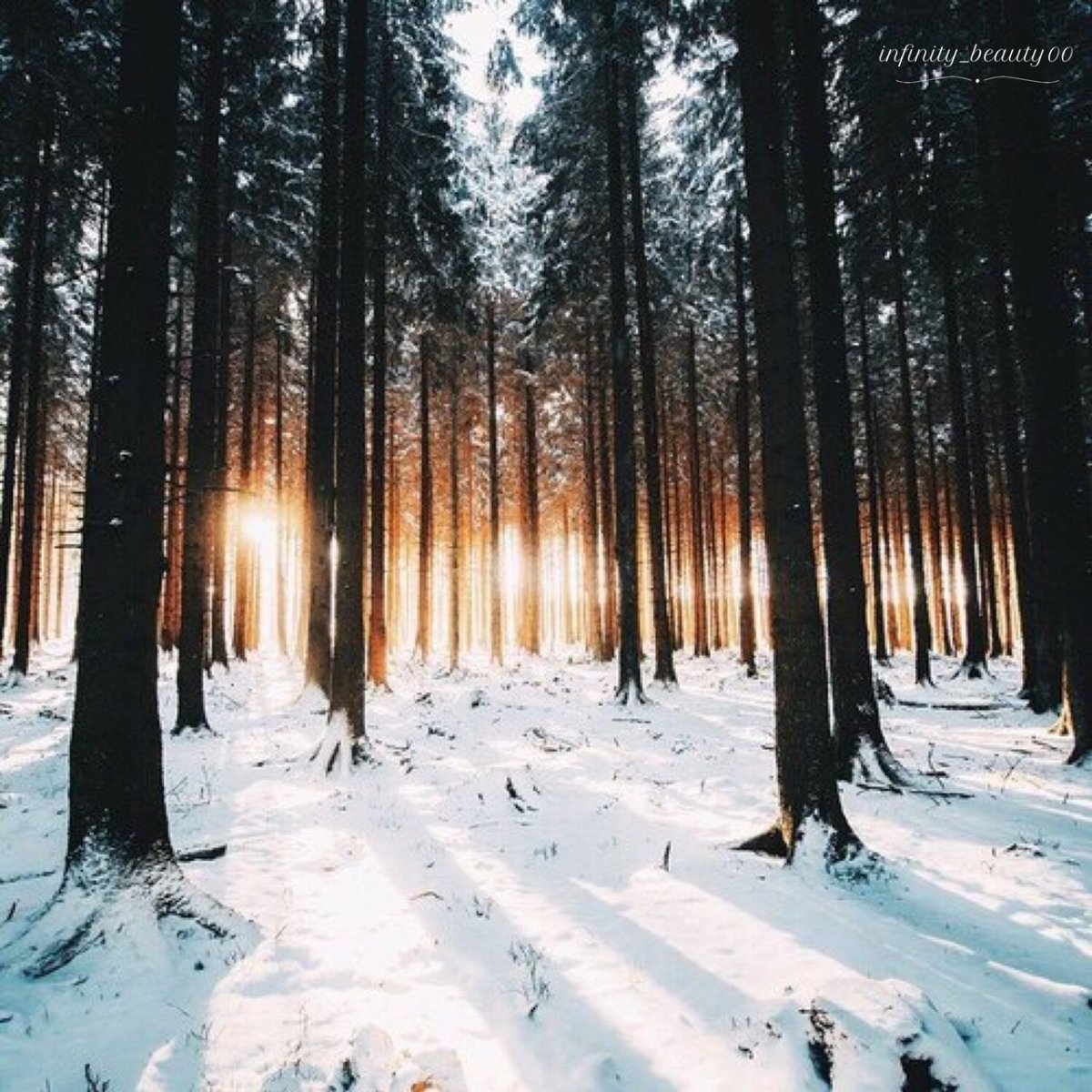 Снежный лес Томск