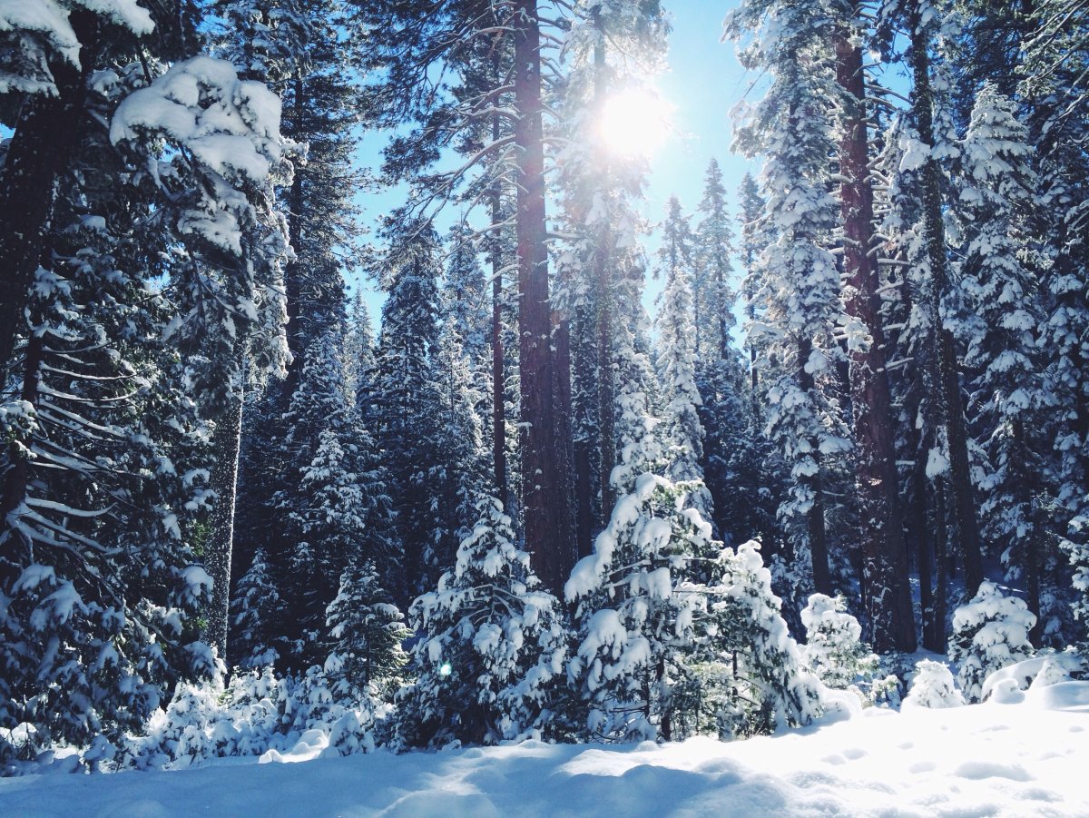Фото зимний лес объемное