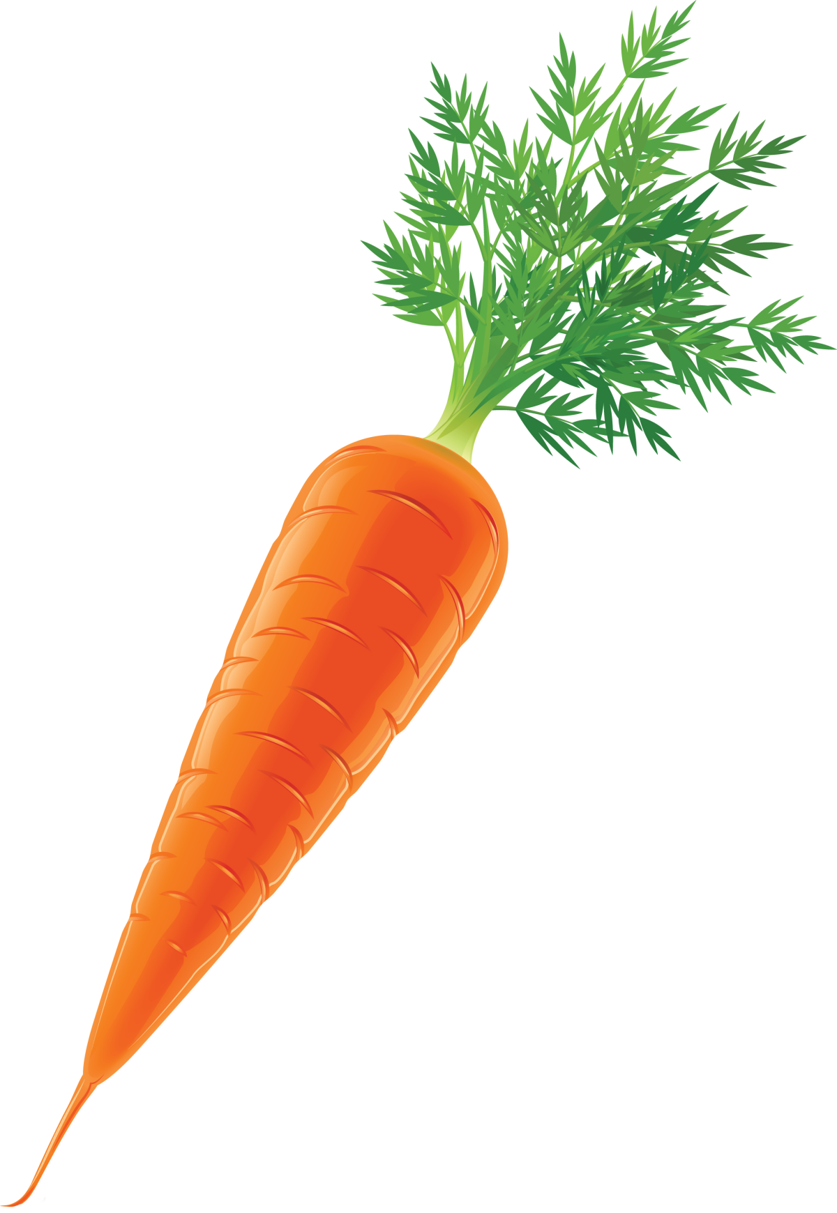 Морковь на прозрачном фоне