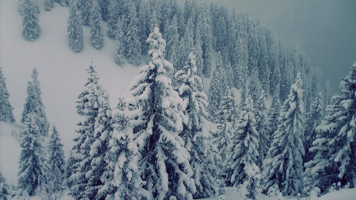 Природа Сибири