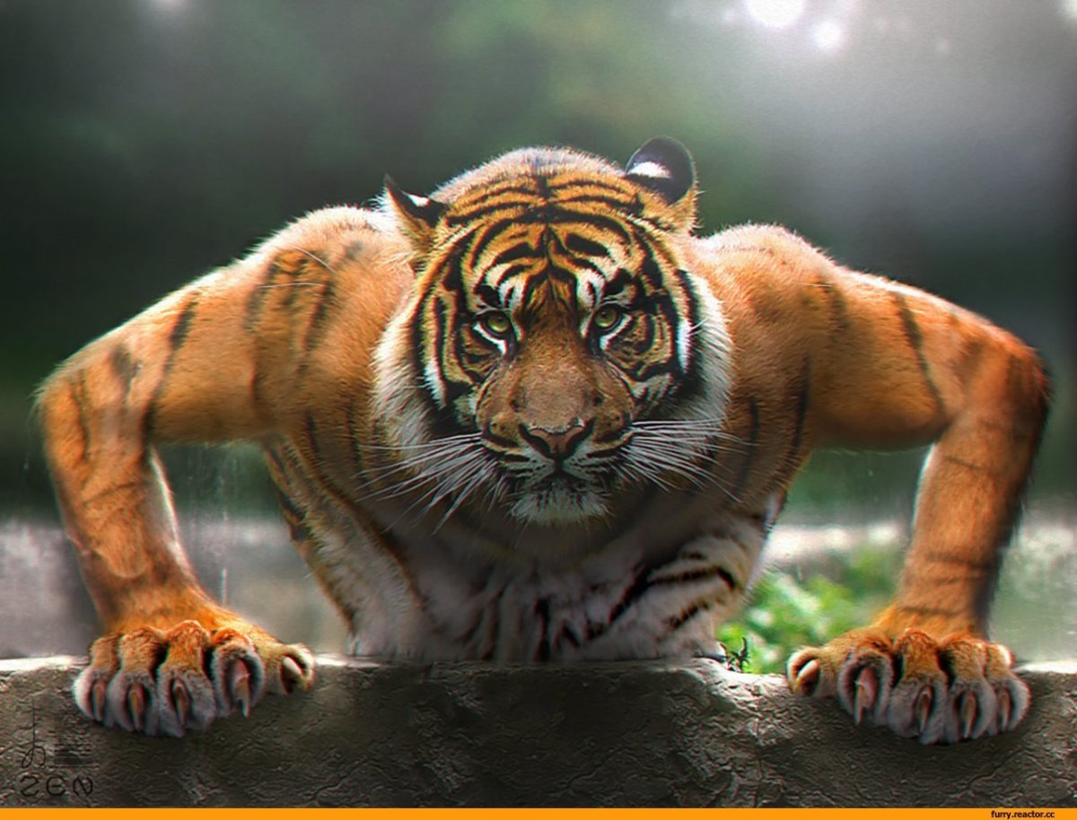 Японский пухлый тигр