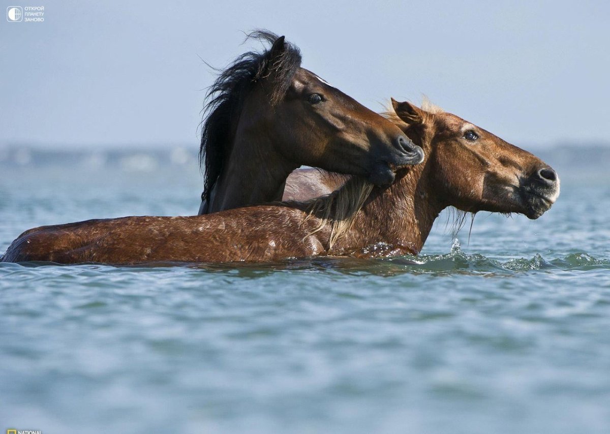 Лошади плывут по океану
