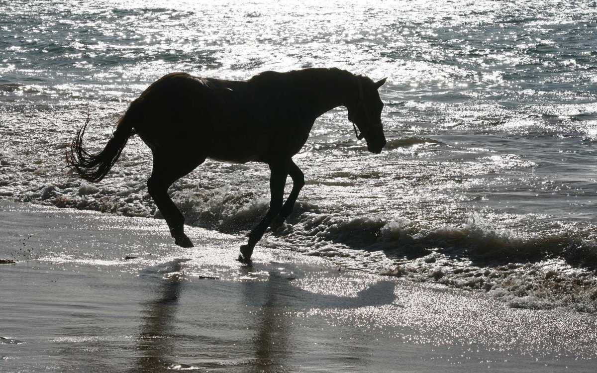 Конь на берегу моря