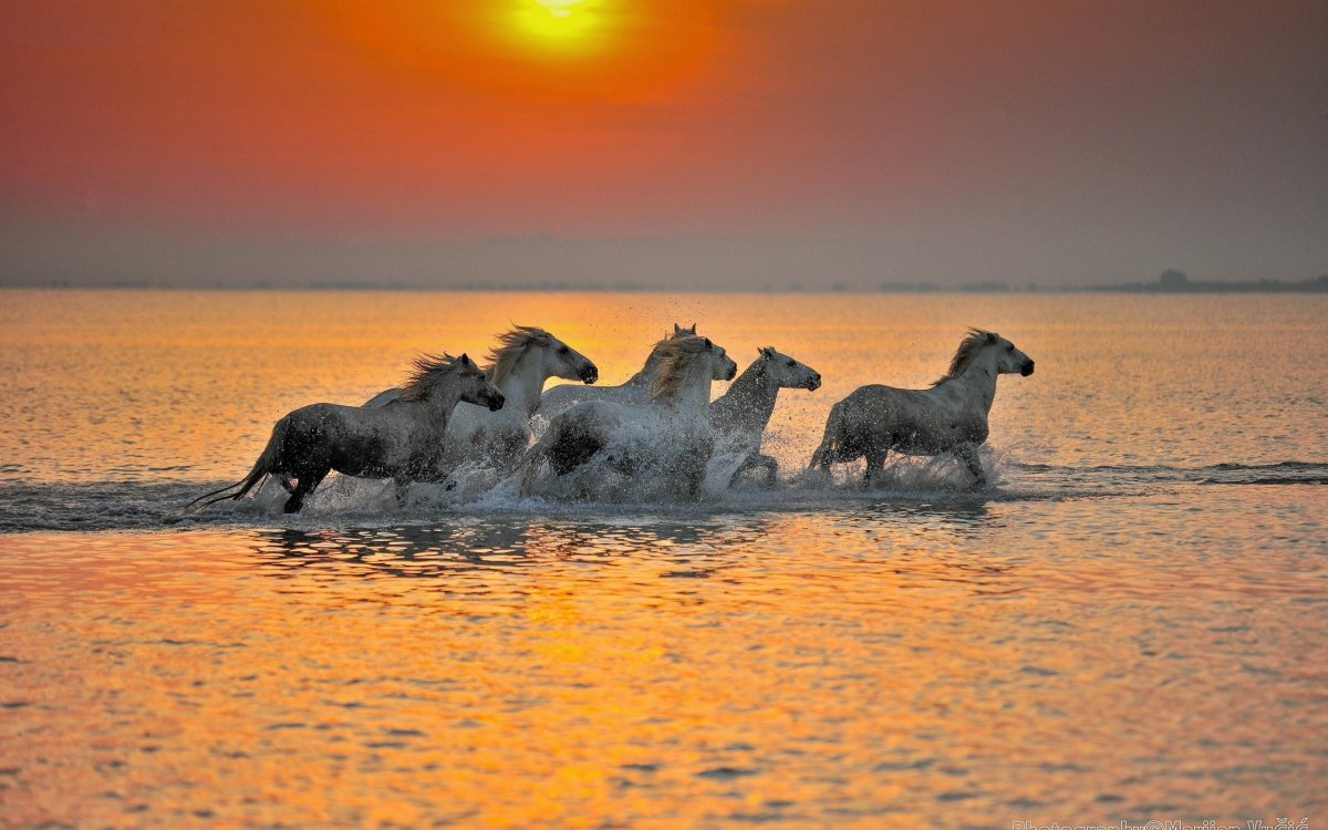 Лошадь бежит по берегу моря