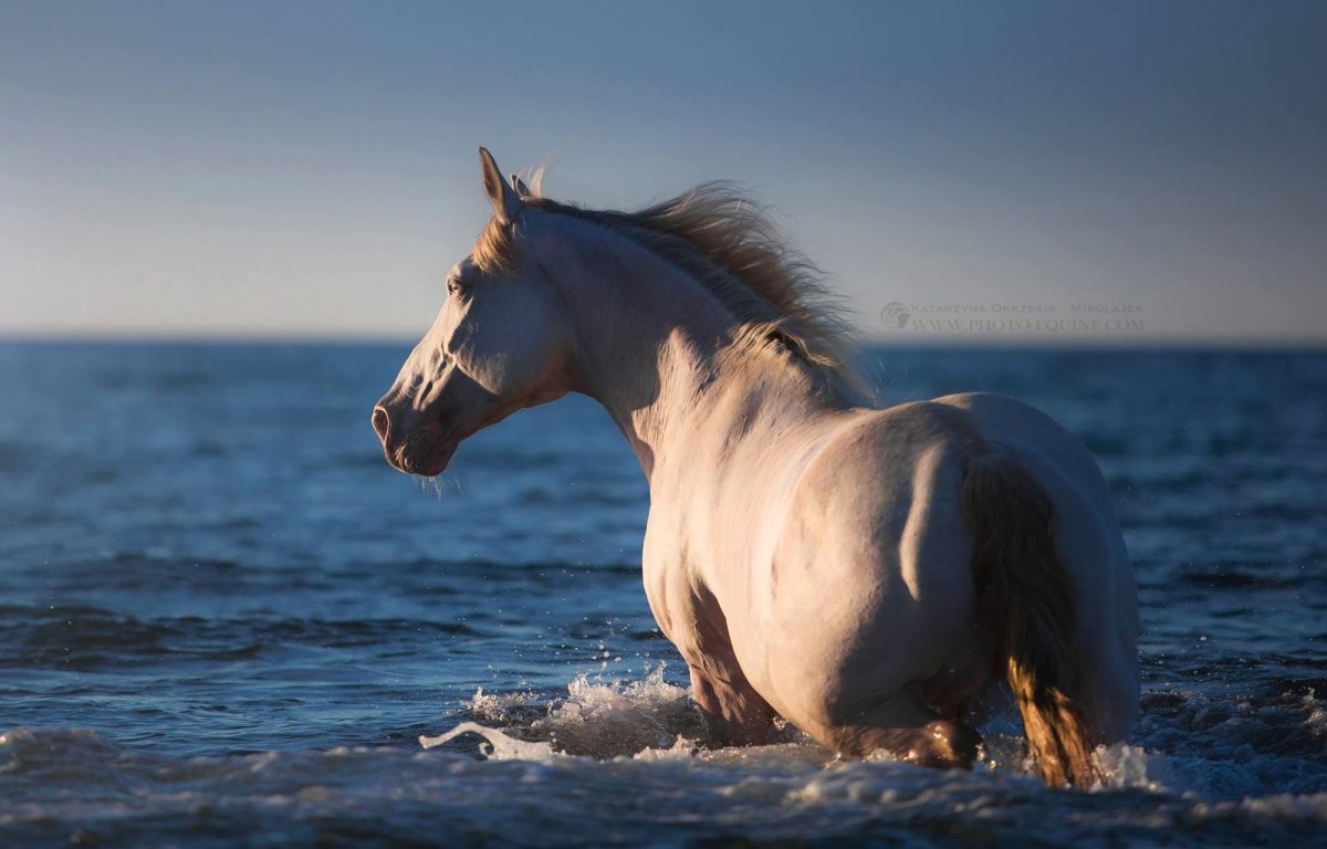 Картинки с лошадьми очень красивые