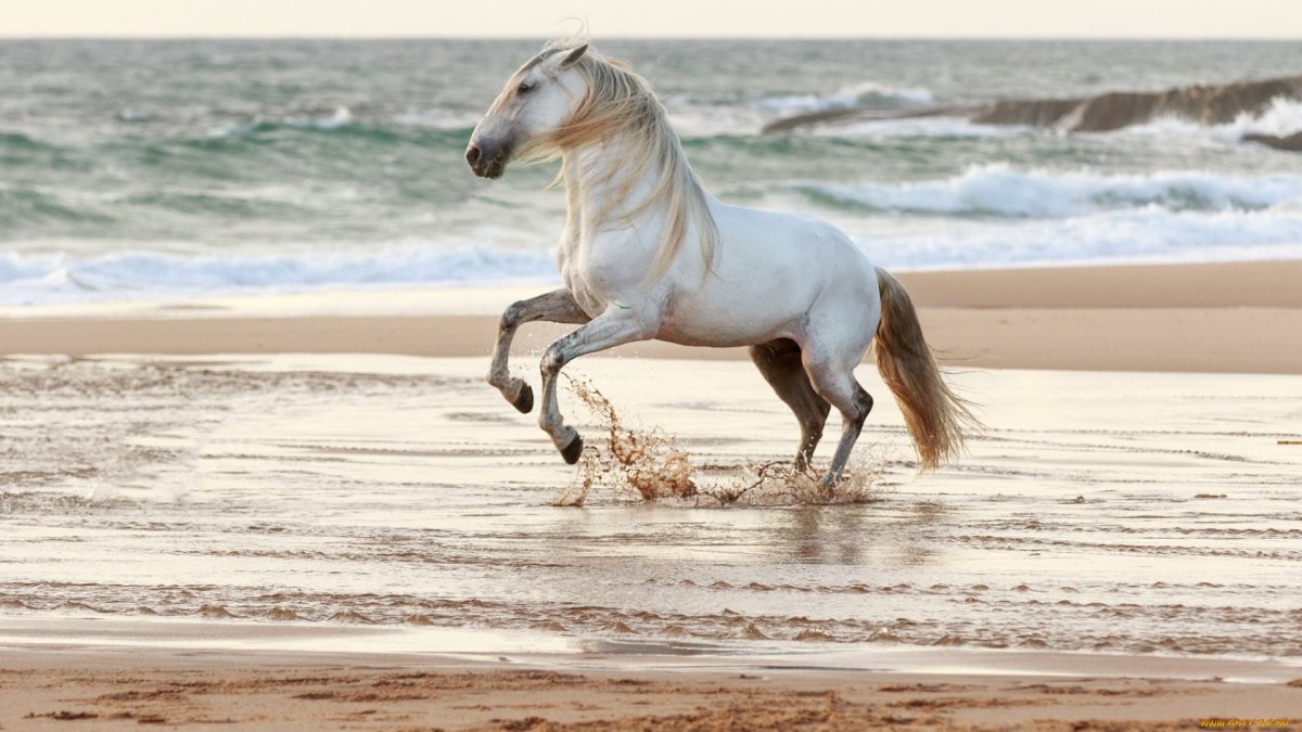 Кони бегущие по воде