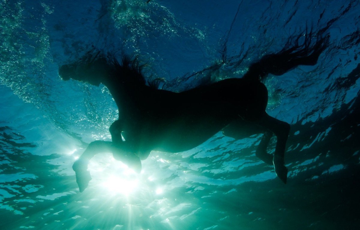 Лошади умеют плавать