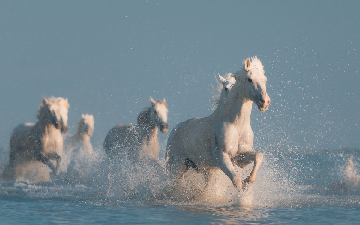 Лошадь на берегу моря