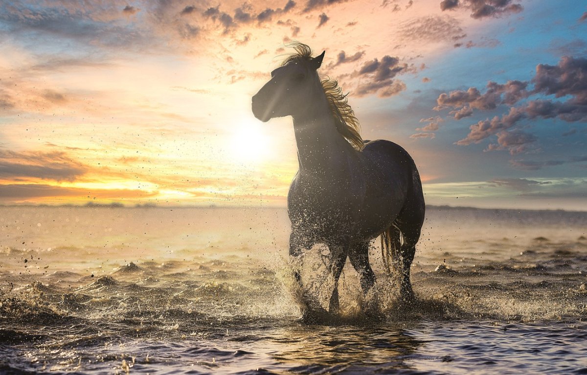 Лошади и море