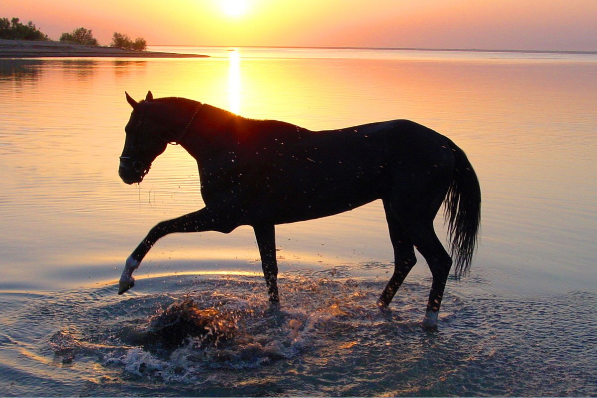 Лошадь бежит