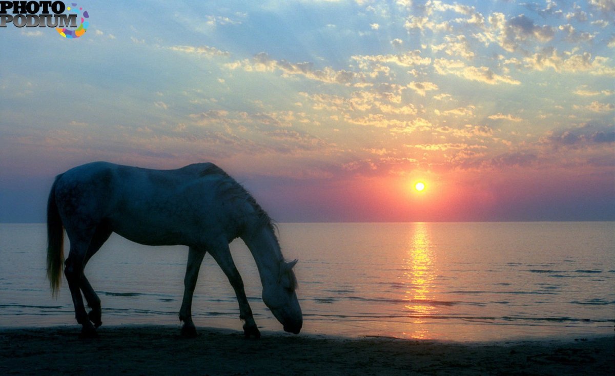 Черный конь и море Эстетика