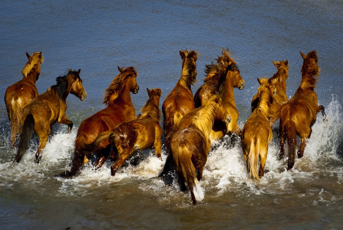 Лошади в воде