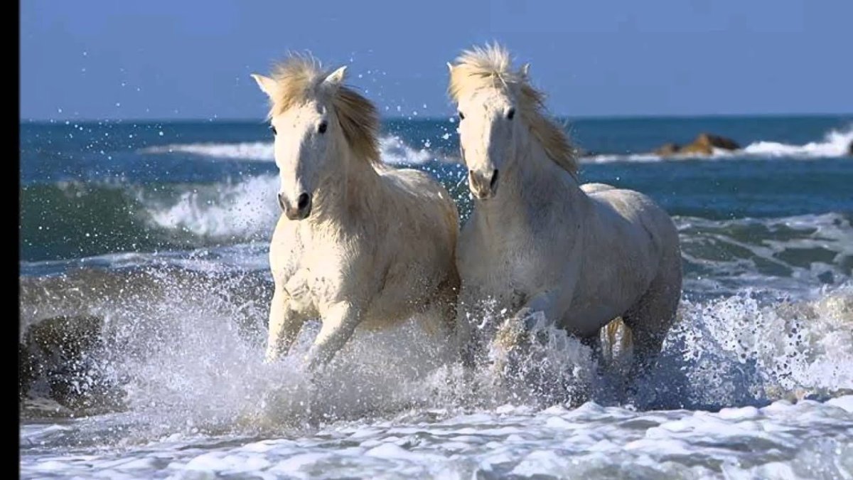 Лошади и море