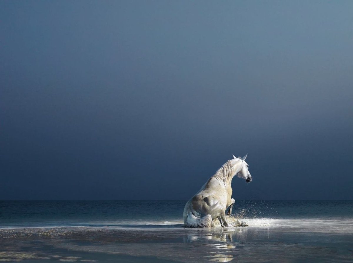 Дикие лошади Исландии