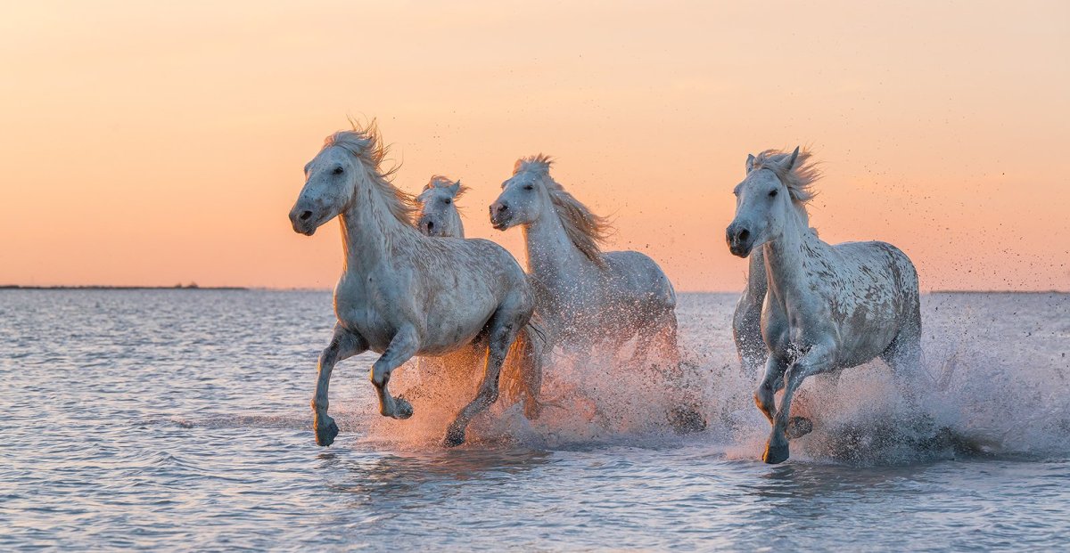 Море лошади табун