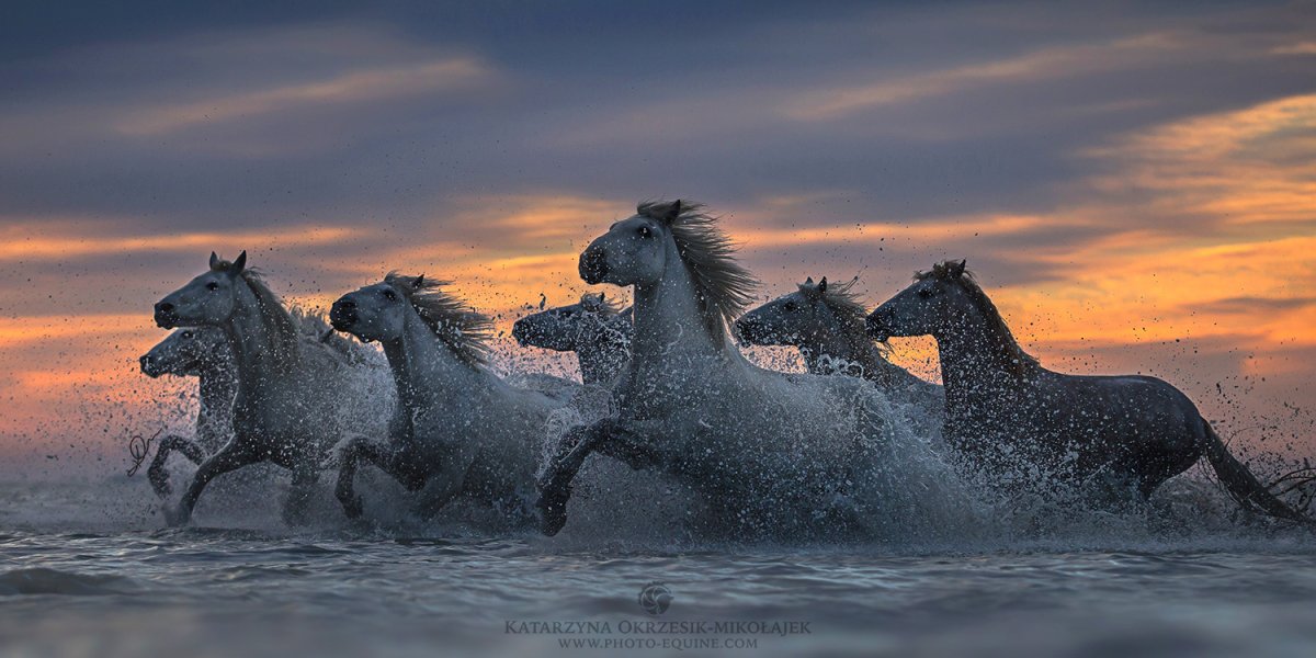 Лошадь купается