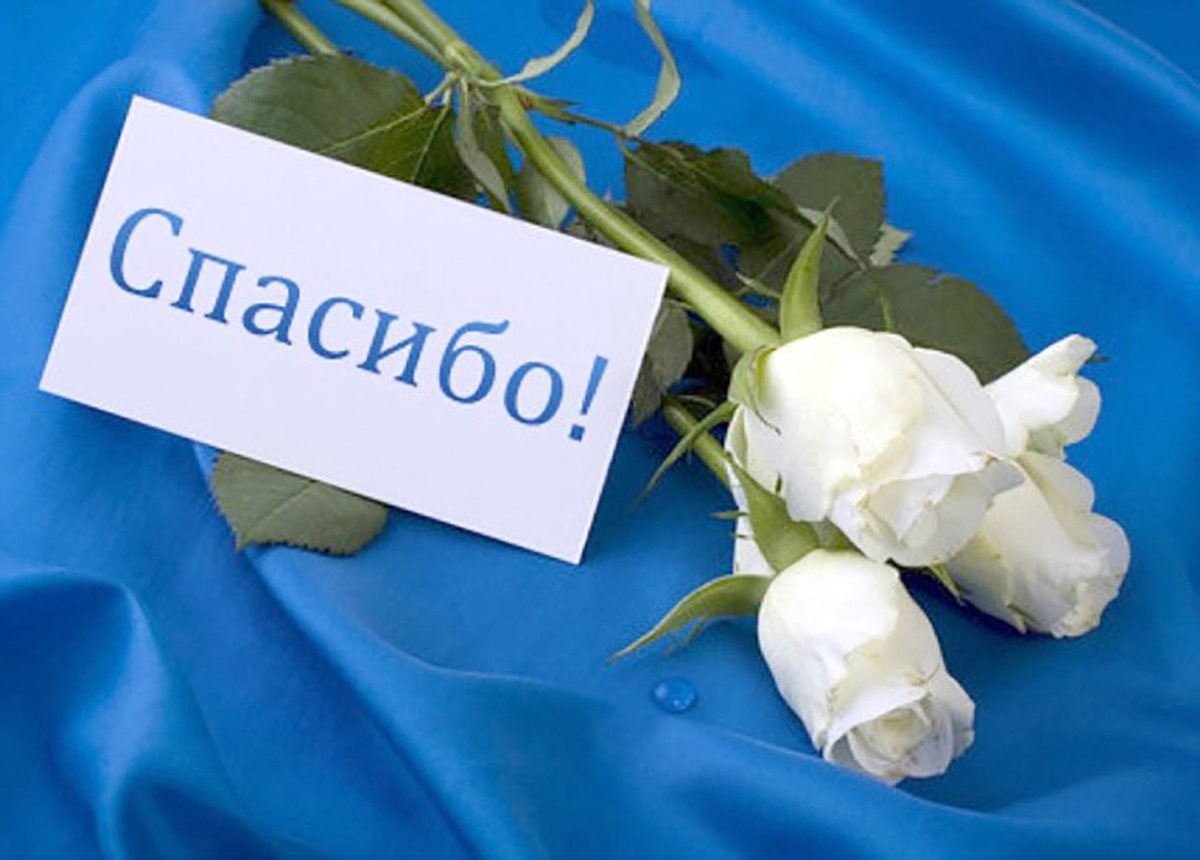 Открытка белая роза спасибо