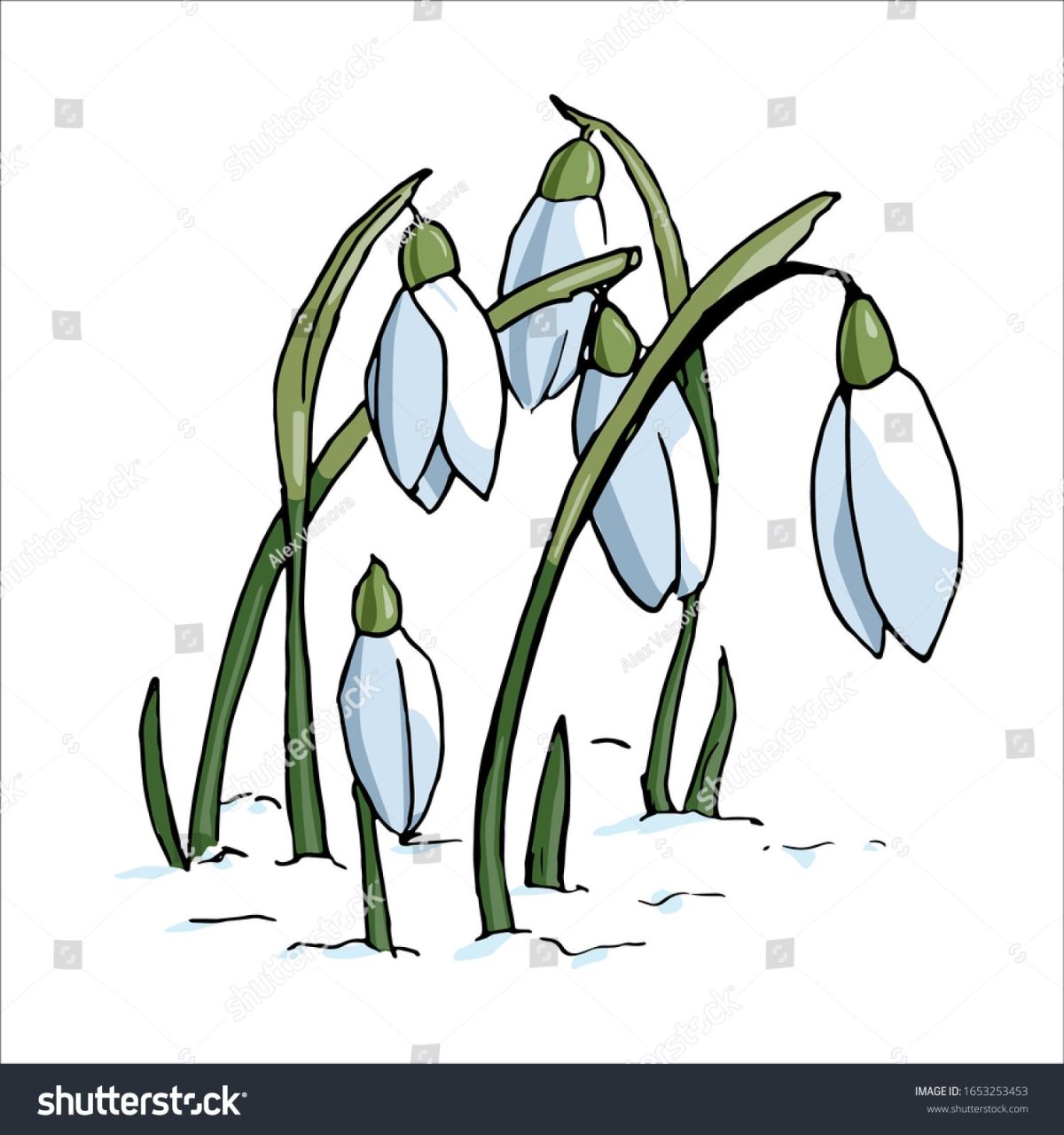 Терра Фьорри подснежники