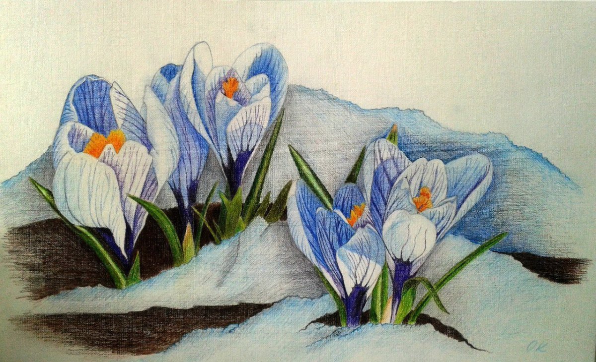 Подснежники акварель Манухов