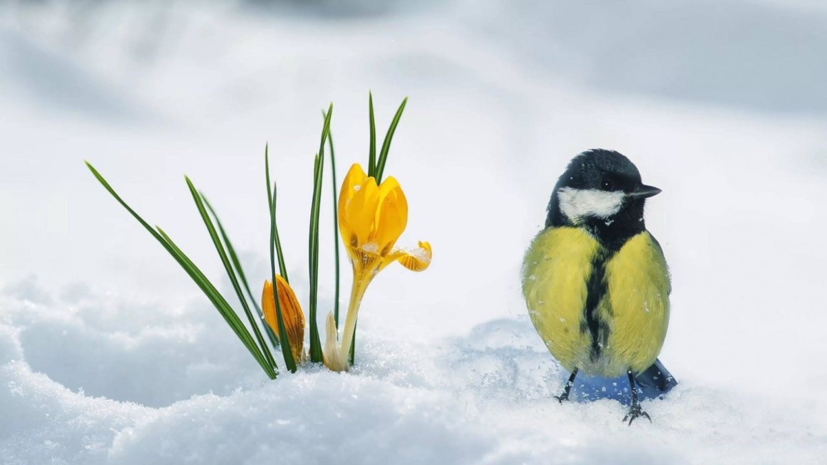 Скоро Весна