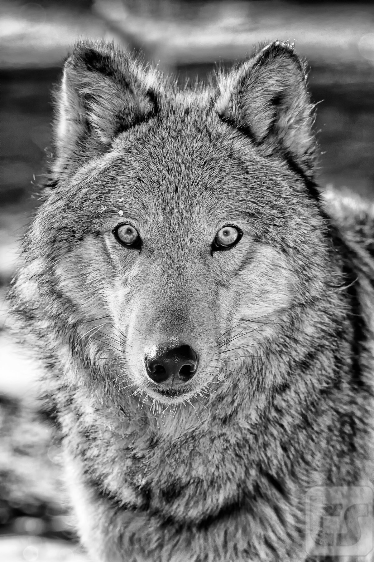 Волк чёрно белый