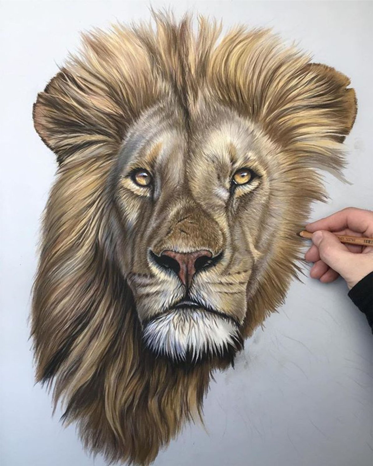 Лев маркерами