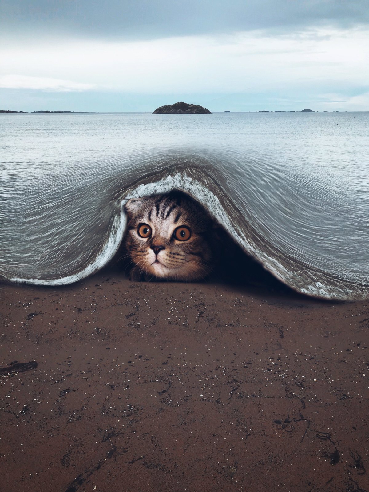 Коты на пляже