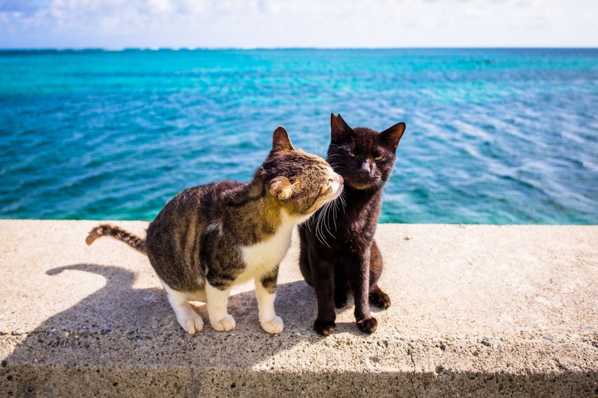 Кошка на берегу моря