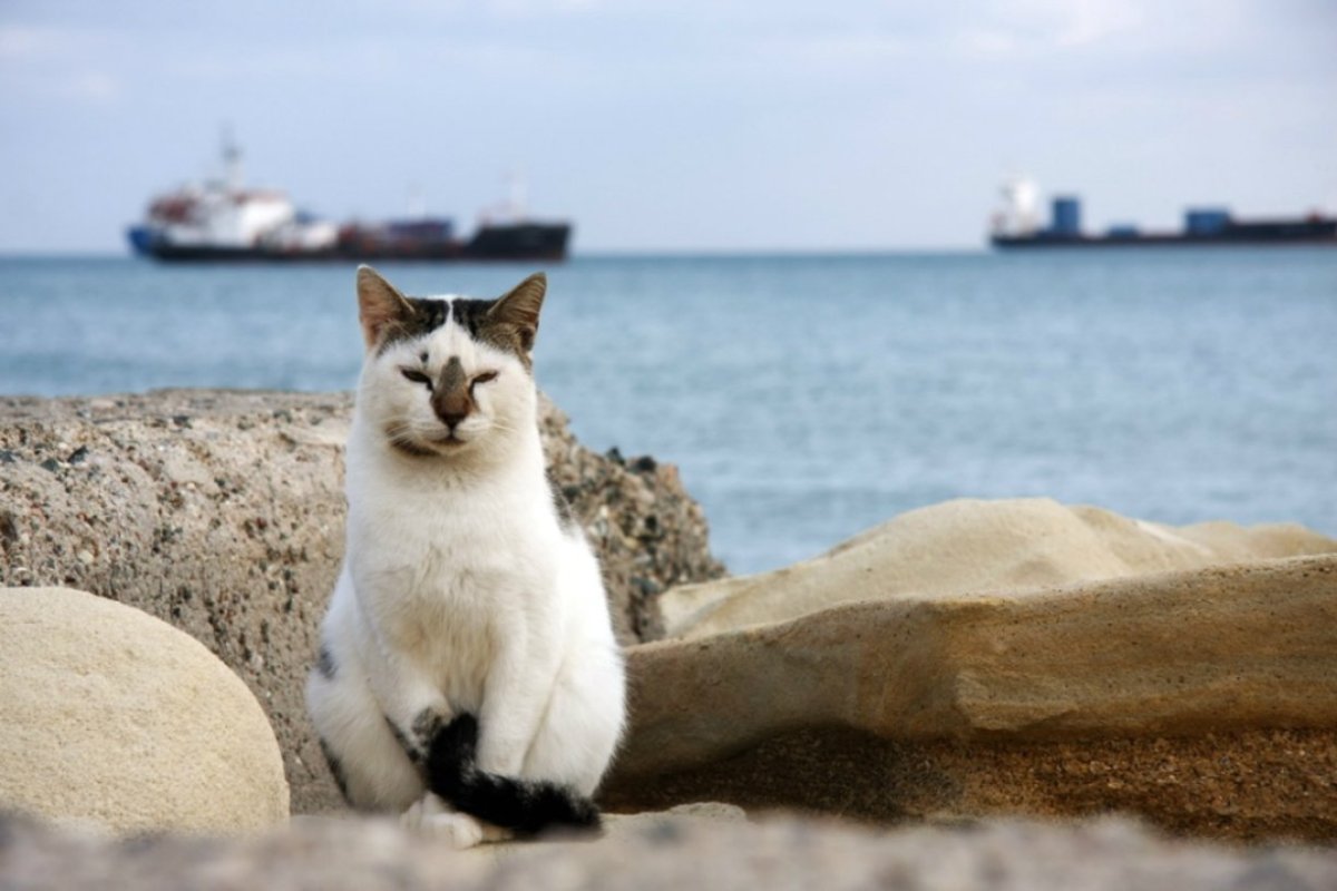 Кот на море