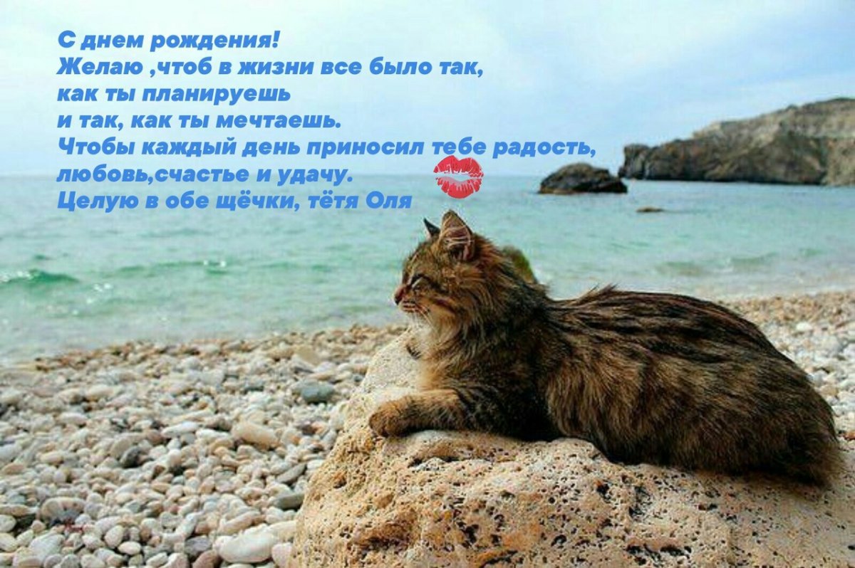 Кот на пляже