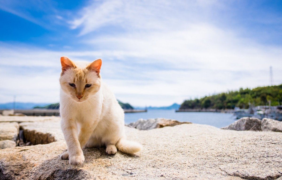 Морская кошка