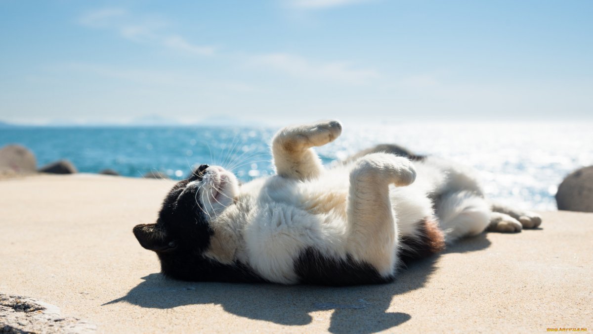 Рыжий кот на море