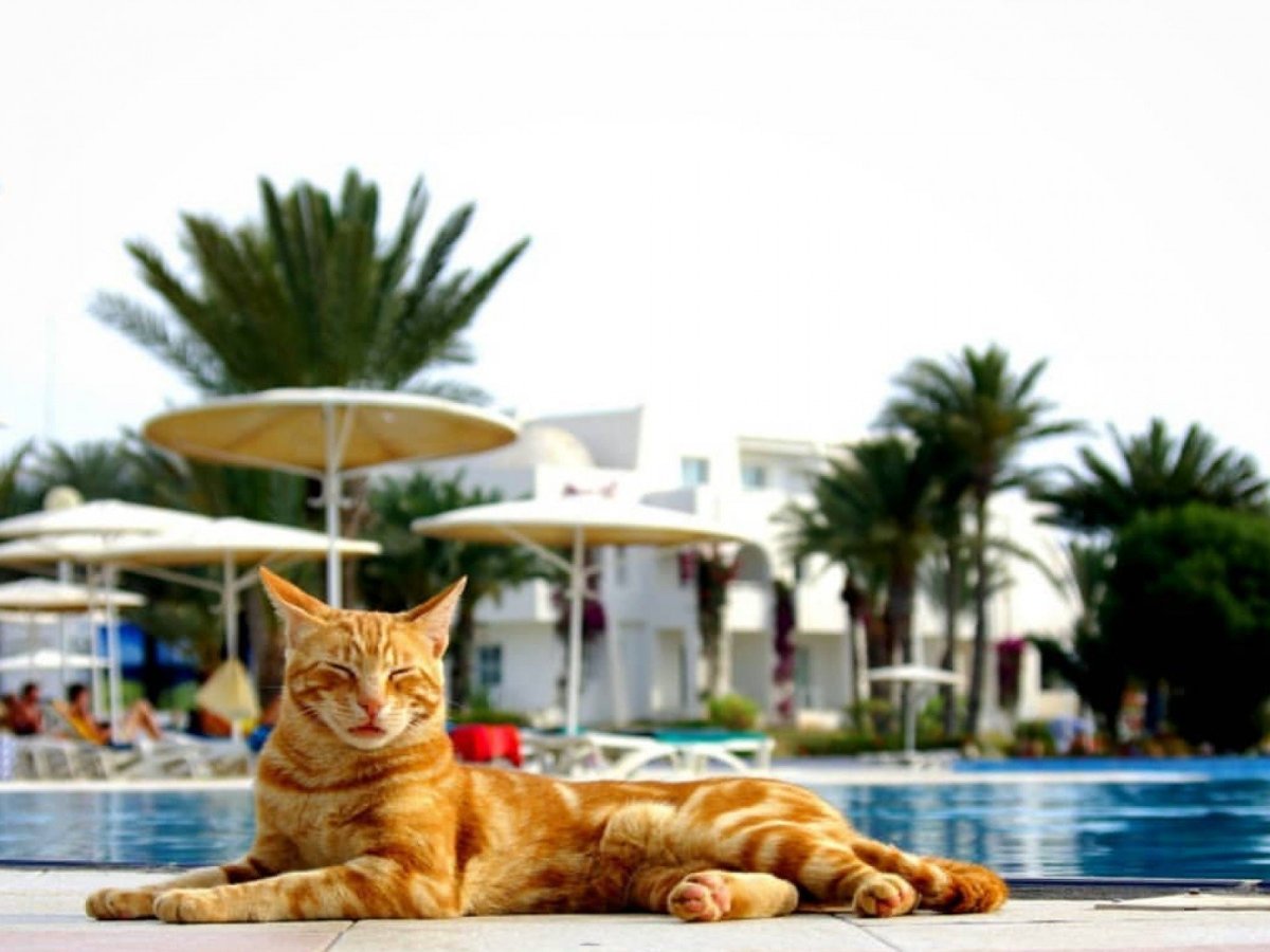 Кот на море иллюстрация