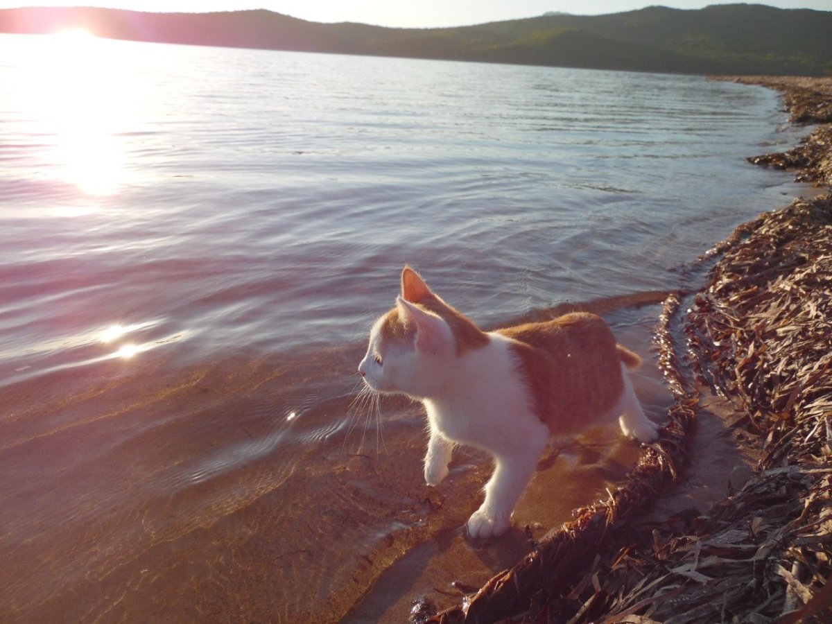 Кот отдыхает на море